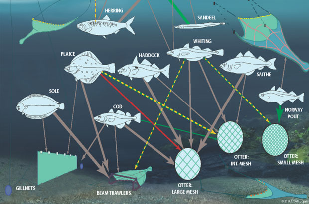 Cefas infographic about species in the sea