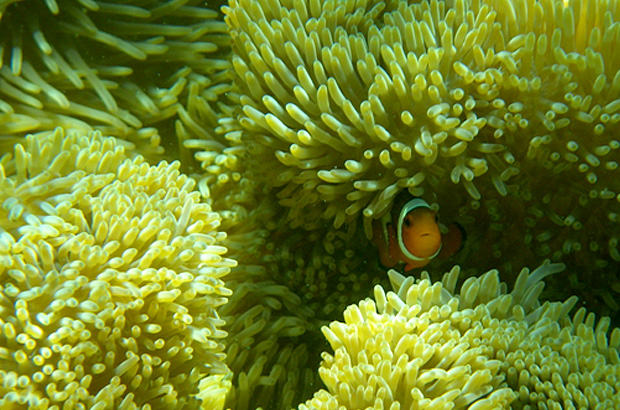 A clown fish hidden in a reef