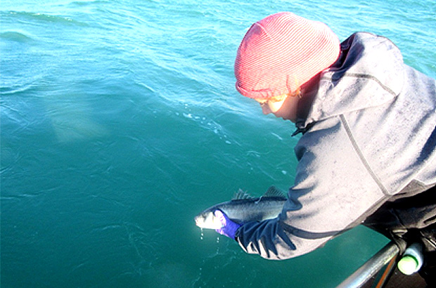 Volunteer returning a tagged Sea bass