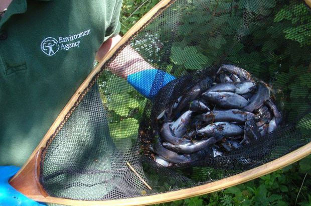 A net full of Black bullheads