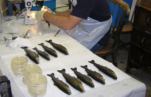 Fish being cut up to be tested