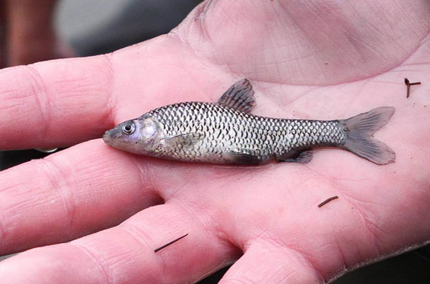 Close-up of a Topmouth Gudgeon