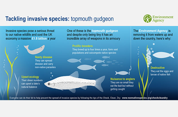 Fact sheet about Topmouth gudgeon by the EA
