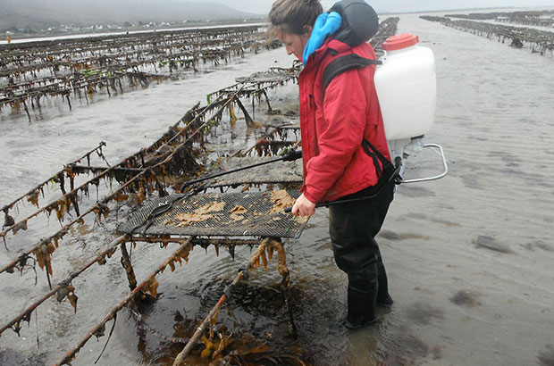 Oyster bays being sprayed with vinegar solution