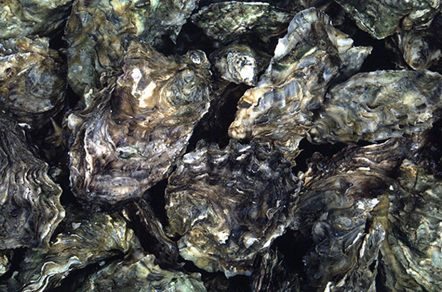 A close up of pacific oysters