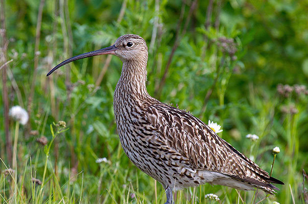 An Eurasian Curlew