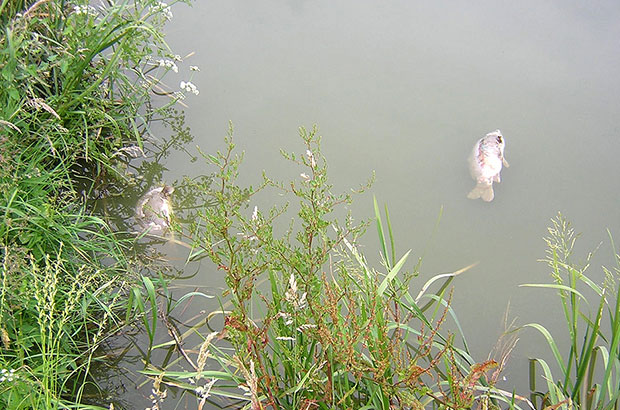 Dead carp in a fishery lake