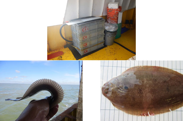 Storage tanks and fish being assessed