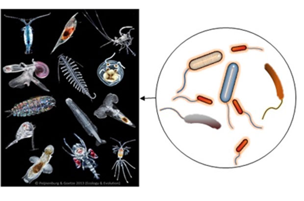 Vibrios on large zooplankton