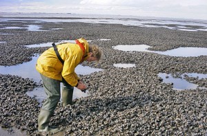 Creating a regulatory toolbox for aquaculture businesses – Marine Science