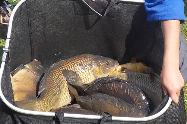 https://marinescience.blog.gov.uk/wp-content/uploads/sites/38/2016/07/Carp-In-Net.jpg