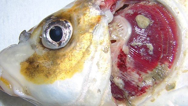A fish gill showing necrosis from KHV