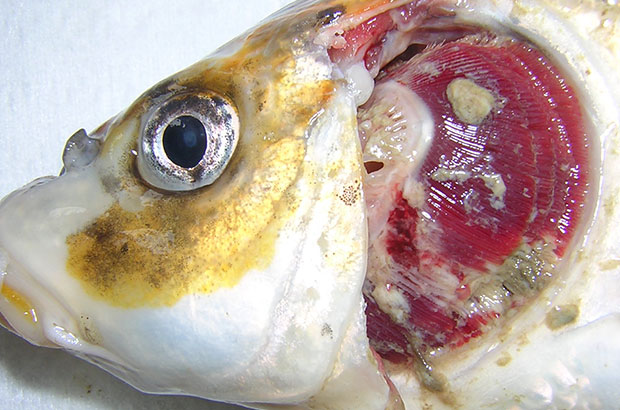 Spreading Koi herpesvirus using angling equipment – Marine Science