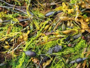 Seaweeds as found in the United Kingdom.