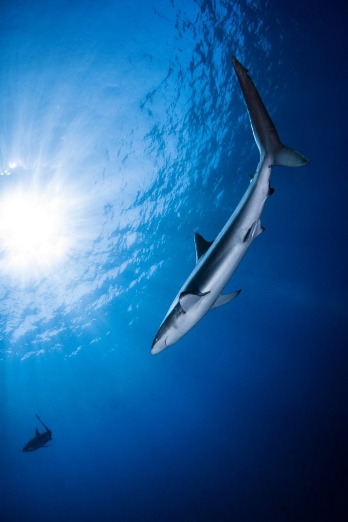 a shark swimming underwater