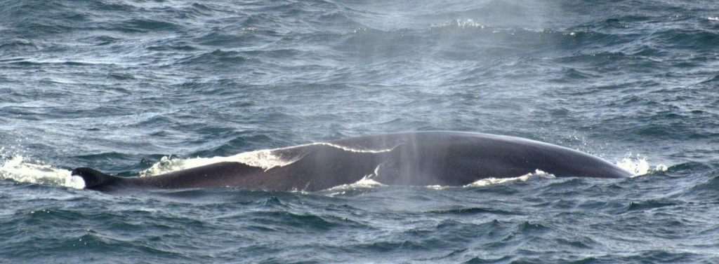 PELTIC surveys: ecosystem studies from microscopic algae to fin whales ...