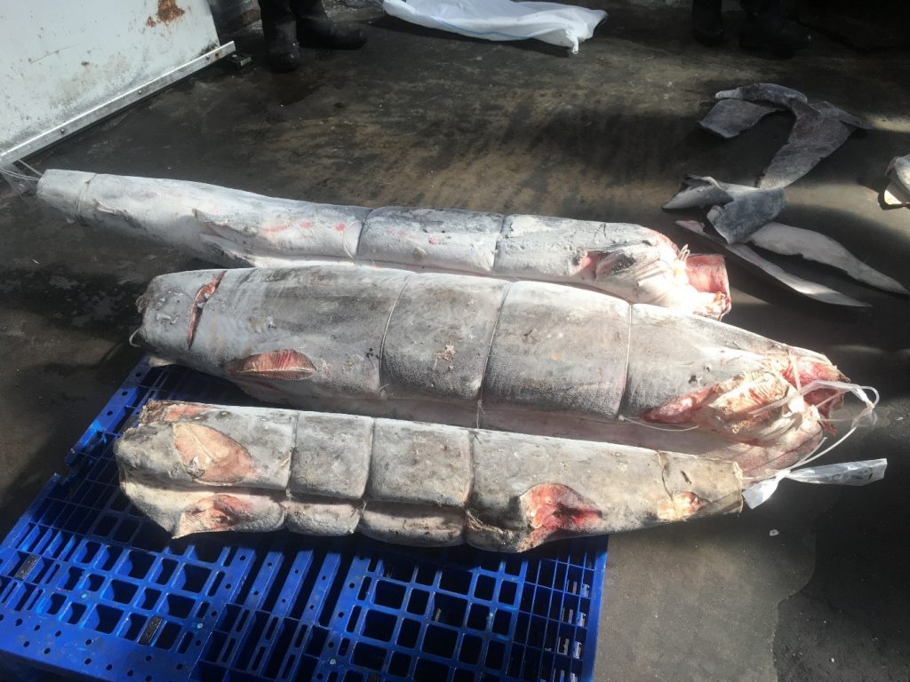 Carcasses of sharks which have had their fins and heads removed on the floor