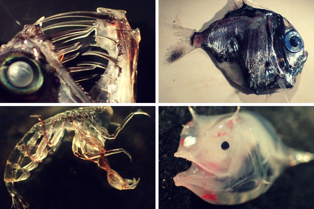 Photos of Clockwise from top-left: a viper fish (Chauliodus sp.); a hatchet fish (Argyropelecus sp.); a juvenile angler fish (Lionophrynidae sp.) and an amphipod (Phronima sp.) caught in mid-water trawls around St Helena during the last Blue Belt survey of the island in 2018.