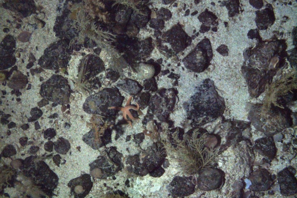 underwater coralstarfish, scallops and sponges on the seafloor