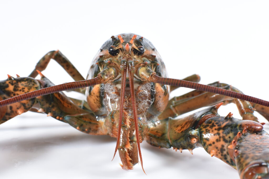 An American lobster