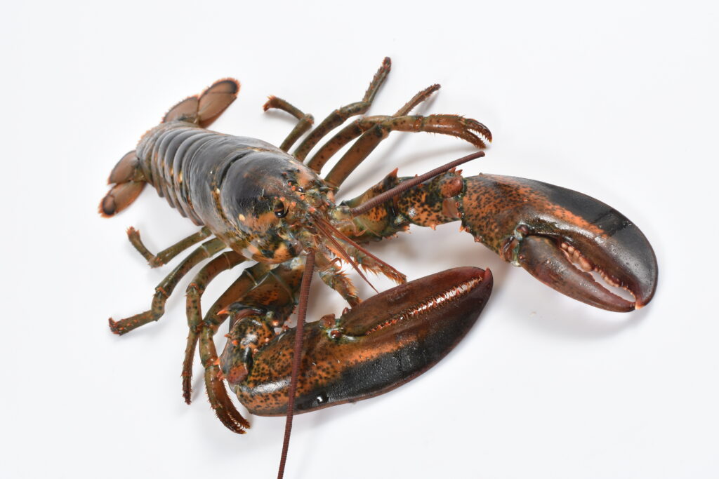 The full body of an american lobster 