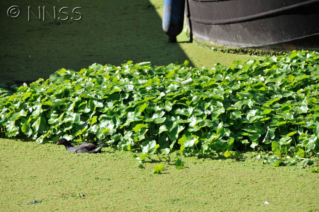 Floating pennywort - green plants growing on freshwater