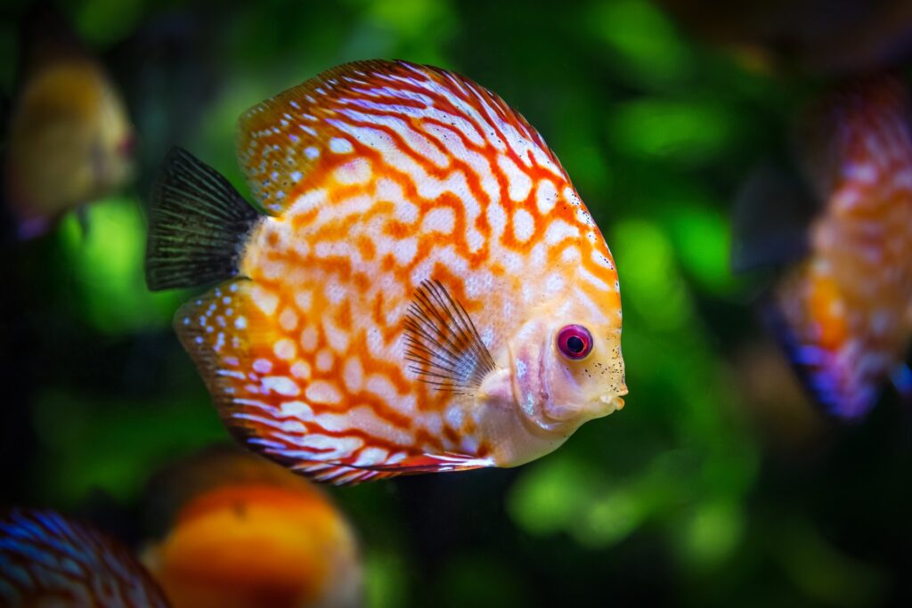 an orange and white fish swimming