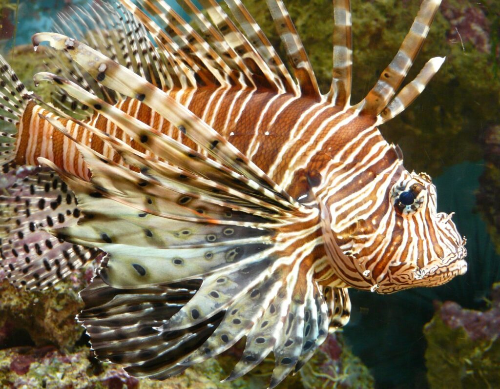 A lionfish looking for prey amidst corals