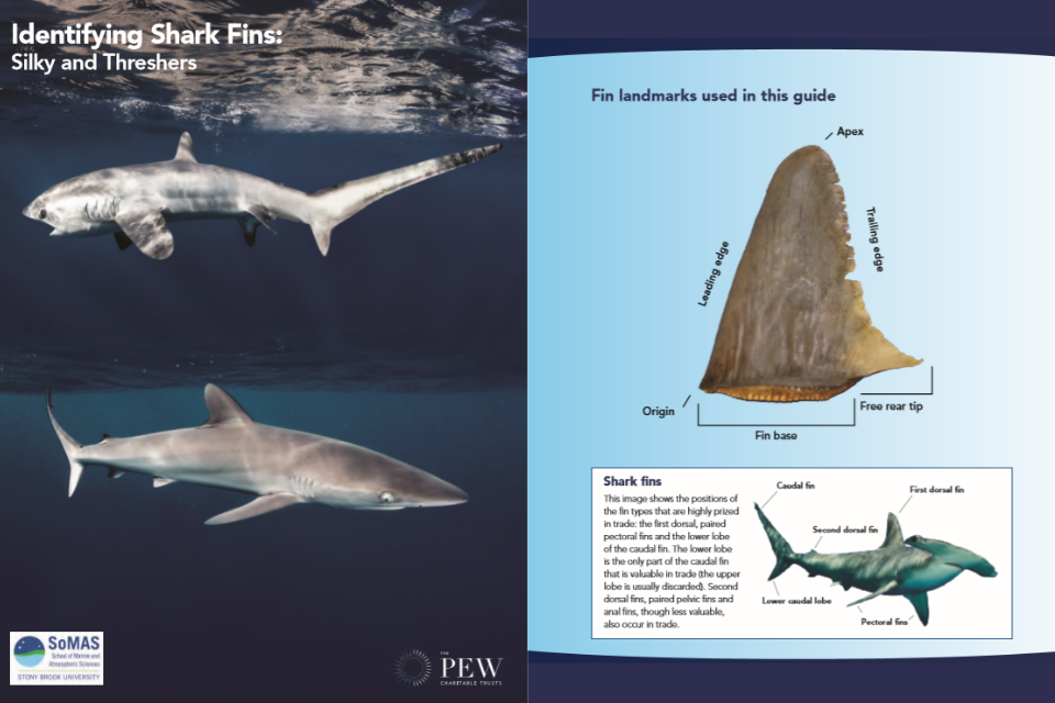 shark identification guide including fin landmarks