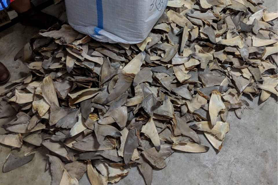 shark products and fins scattered on the floor