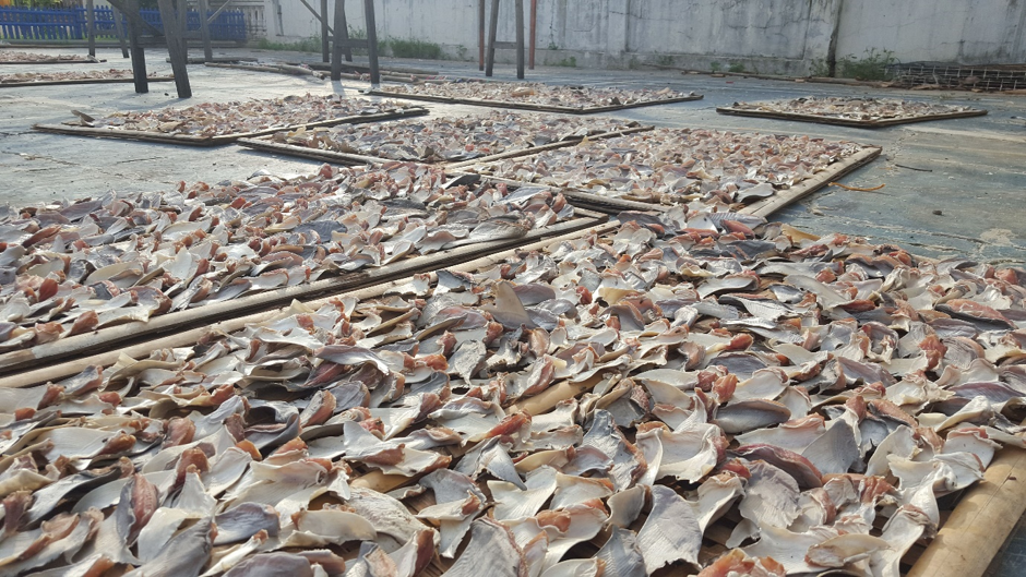 shark fins across the ground