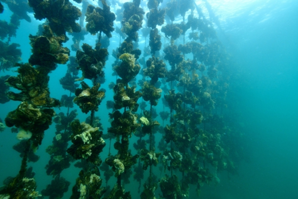 oysters growing on underwater ropes