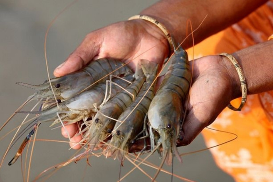 shrimp being held in a fisherpersons hands