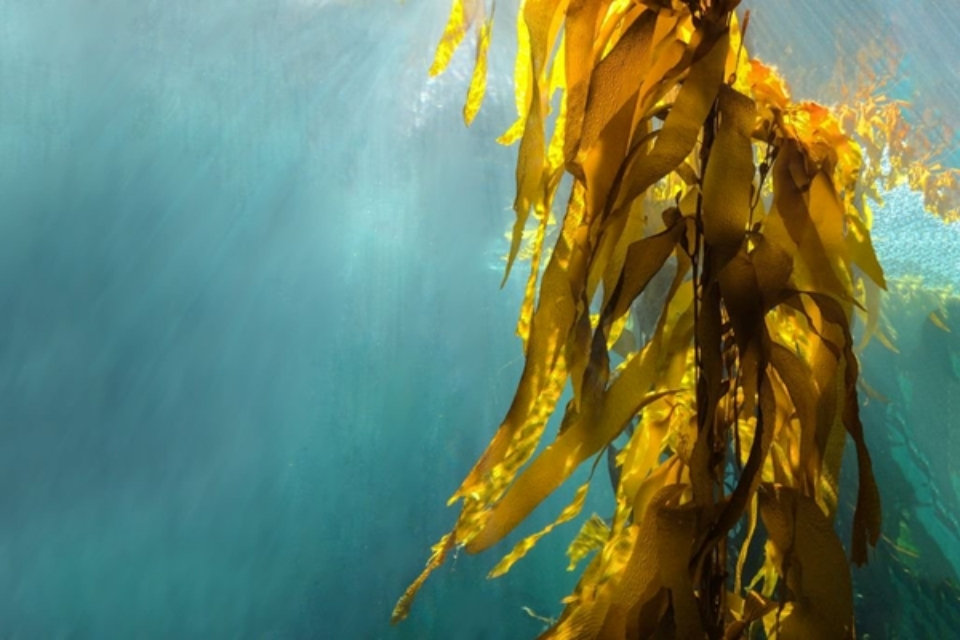 seaweed underwater