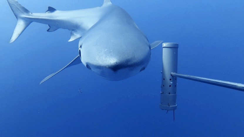 Blue shark at Tristan da Cunha