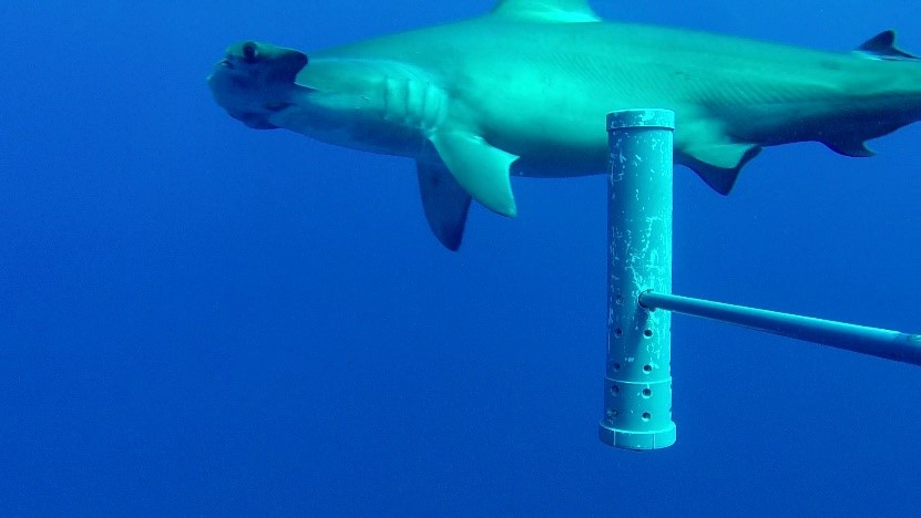 Scalloped hammerhead shark in BIOT