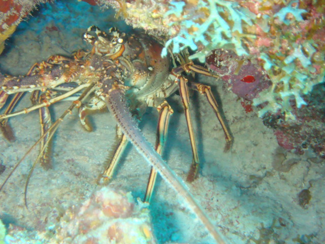Spinny Lobster Anguilla
