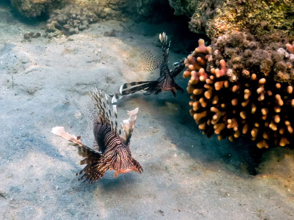 invasive lionfish