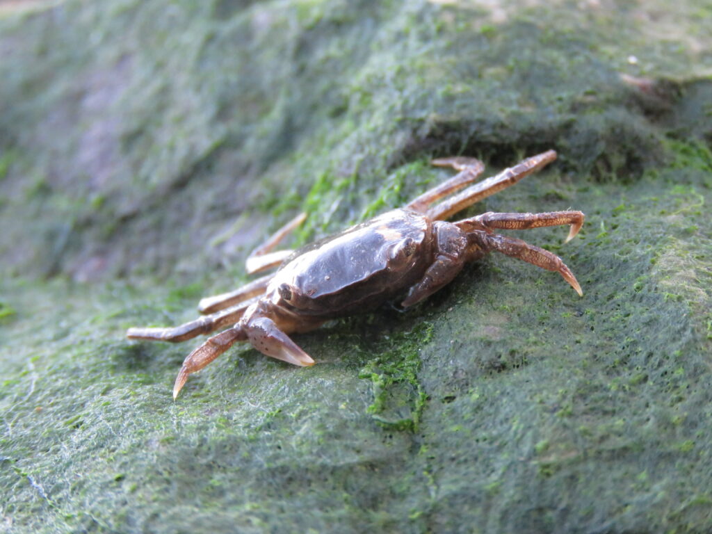 Non-native crab