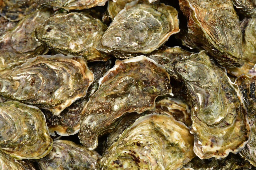 Pacific oysters