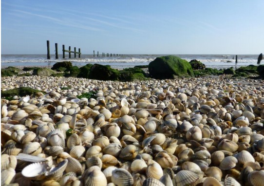 Cockles on Shellness Beach, Kent