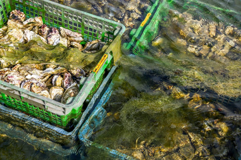 oysters in crates