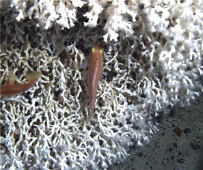 An example of cold water coral Photo DY100