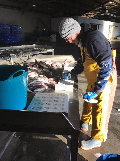 Cefas and Industry science collaboration: commercial catch sampling in ...