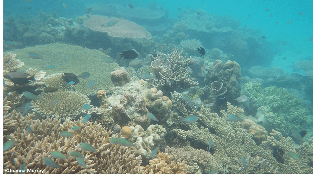 A photo of corals underwater