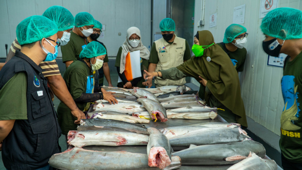 Group of people looking at the trunks of sharks with fins and heads removed