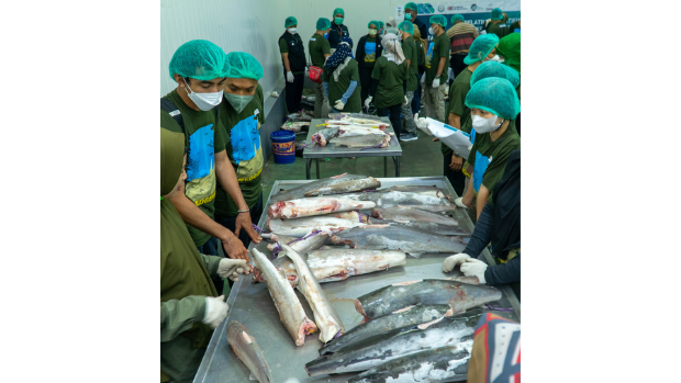 Group of people looking at the trunks of sharks with fins and heads removed