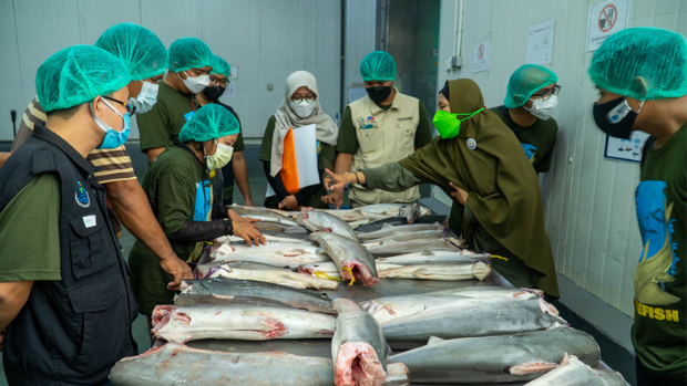 Indonesian officials looking at shark carcasses during a training workshop on the identification of shark trunks.