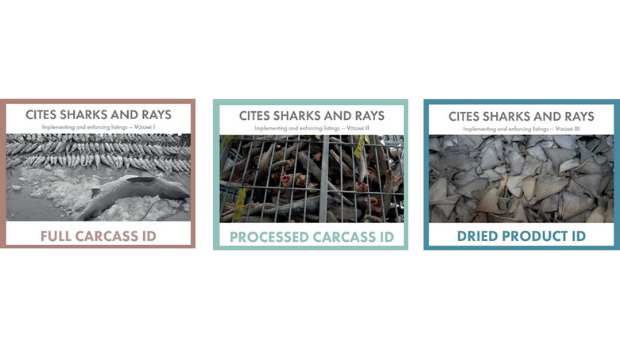 Front covers of the three guide series on identifying CITES-listed sharks and rays. 