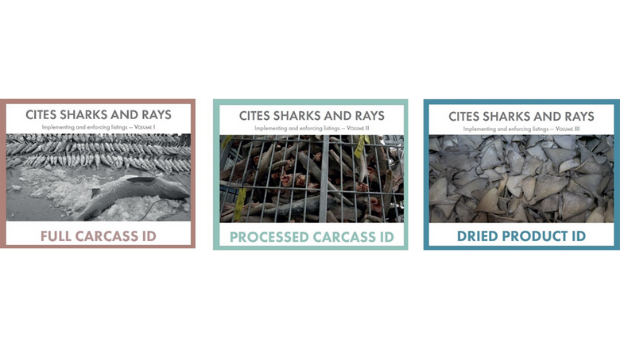 Front covers of the three guide series on identifying CITES-listed sharks and rays.